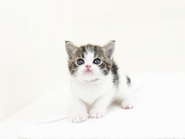 animal_image