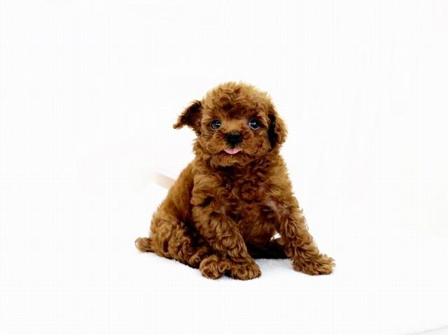 animal_image