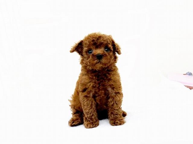 animal_image