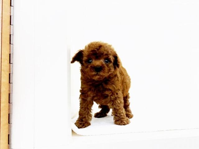 animal_image