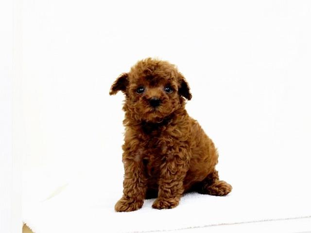 animal_image