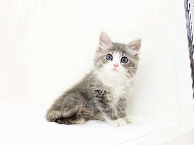animal_image