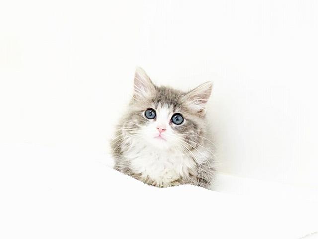 animal_image