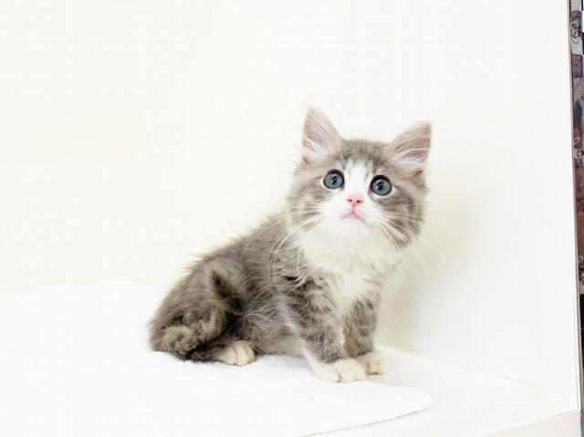 animal_image