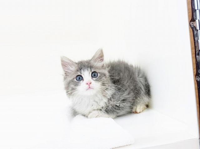 animal_image
