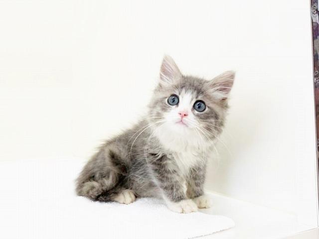animal_image