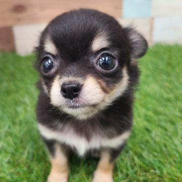 animal_image