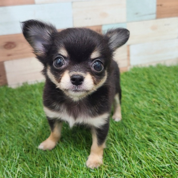 animal_image