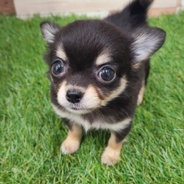 animal_image
