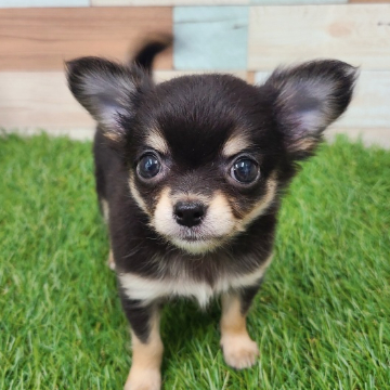 animal_image