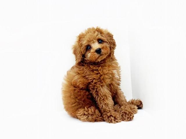 animal_image