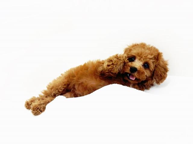 animal_image