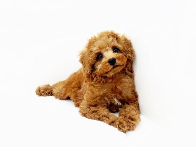animal_image