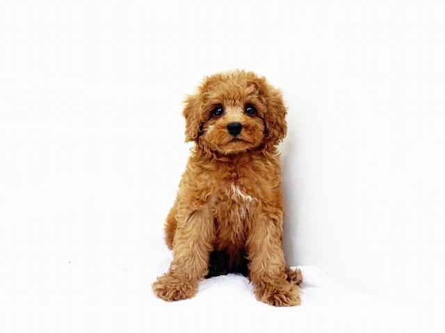 animal_image