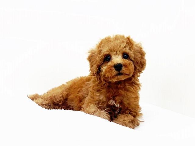 animal_image