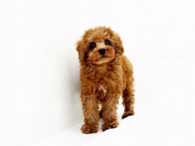 animal_image