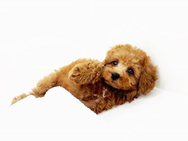 animal_image