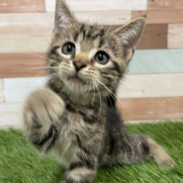 animal_image