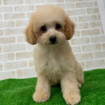 animal_image
