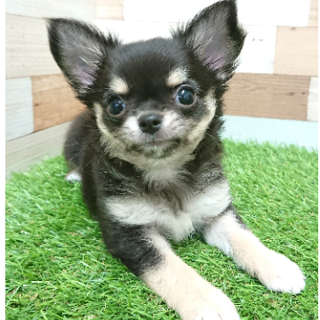 animal_image