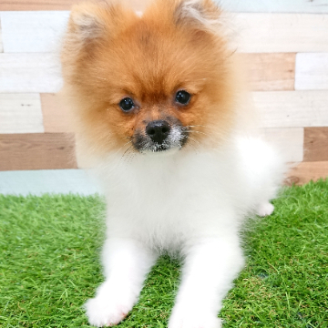 animal_image
