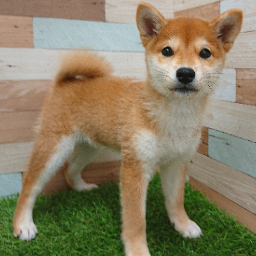 animal_image