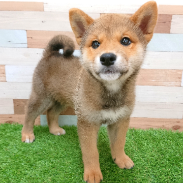 animal_image