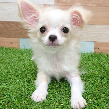 animal_image