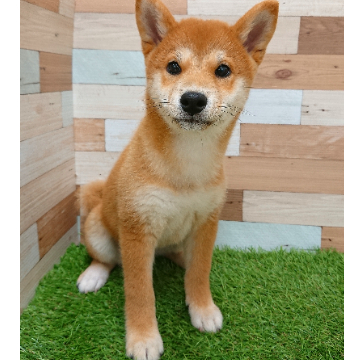 animal_image