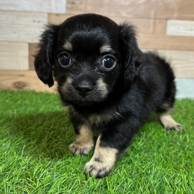 animal_image
