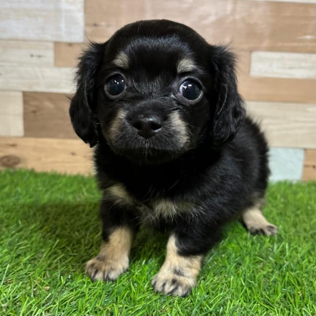 animal_image