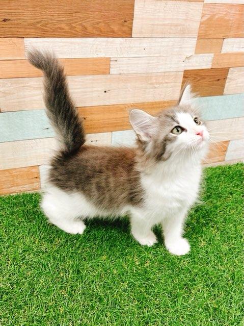 animal_image