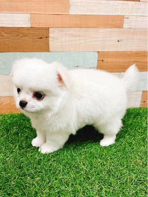 animal_image