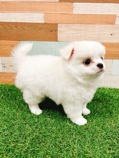 animal_image