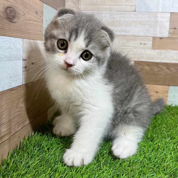 animal_image
