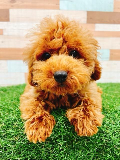 animal_image