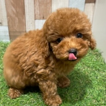animal_image
