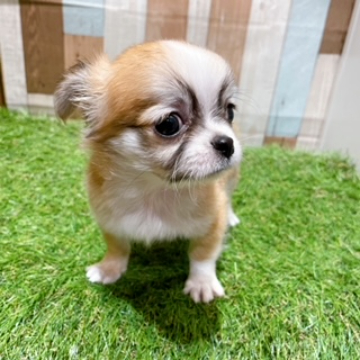 animal_image