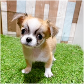 animal_image