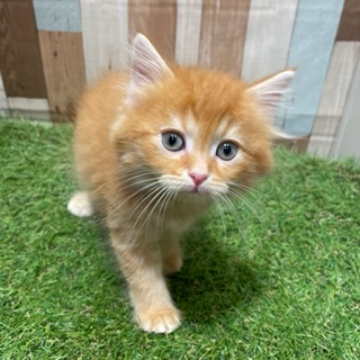 animal_image