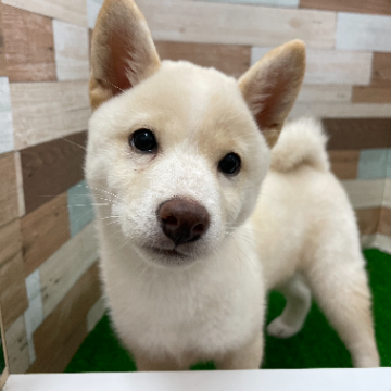 animal_image