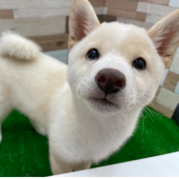 animal_image