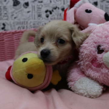 animal_image