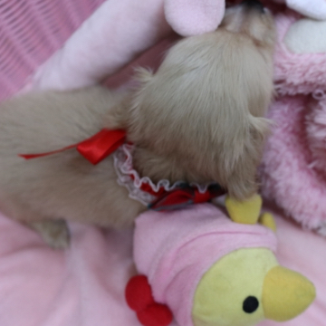 animal_image