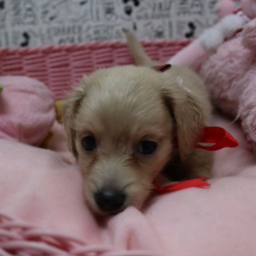 animal_image
