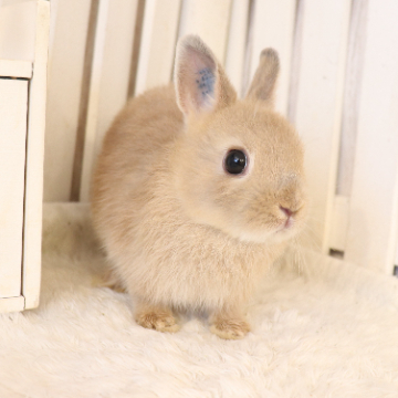 animal_image