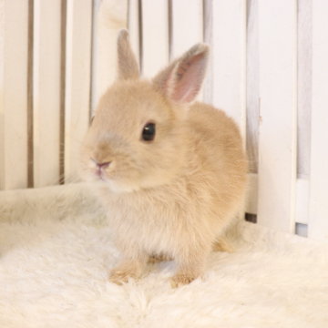 animal_image