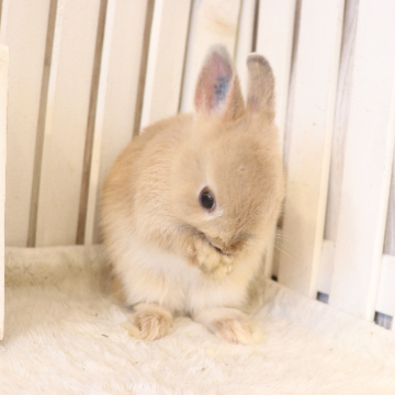 animal_image