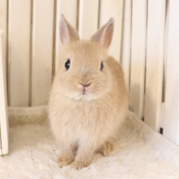 animal_image