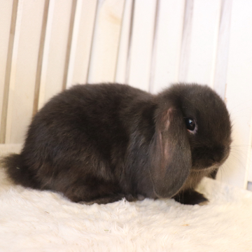 animal_image